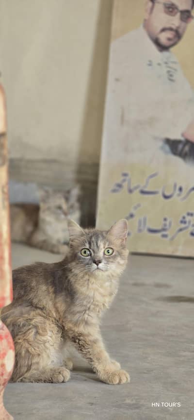 female cat fully active healthy
