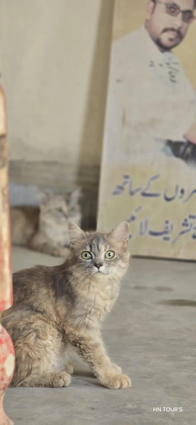 female cat fully active healthy — photo 4