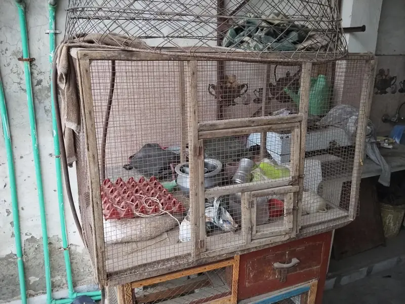 Hen cages — photo 3