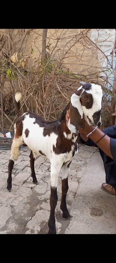 Desi Jora for sale