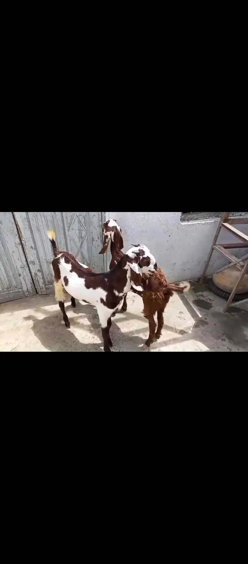 Desi Jora for sale — photo 2