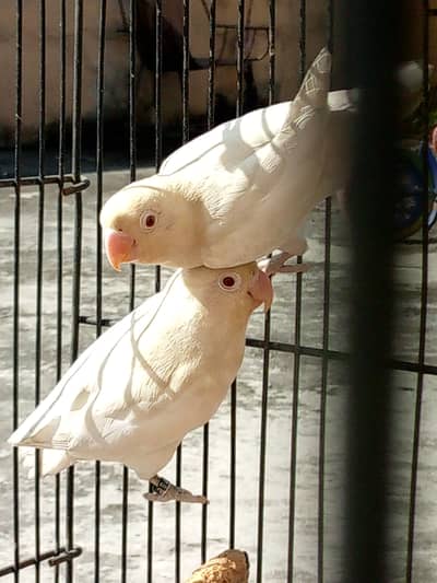 Albino Red Eyes Pair