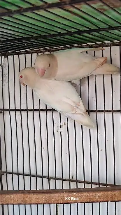Albino Red Eyes Pair — photo 2