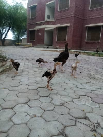 Pure aseel Chuze 03226575976