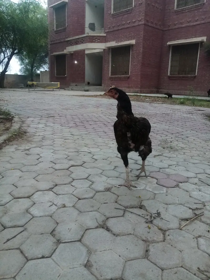 Pure aseel Chuze 03226575976 — photo 3