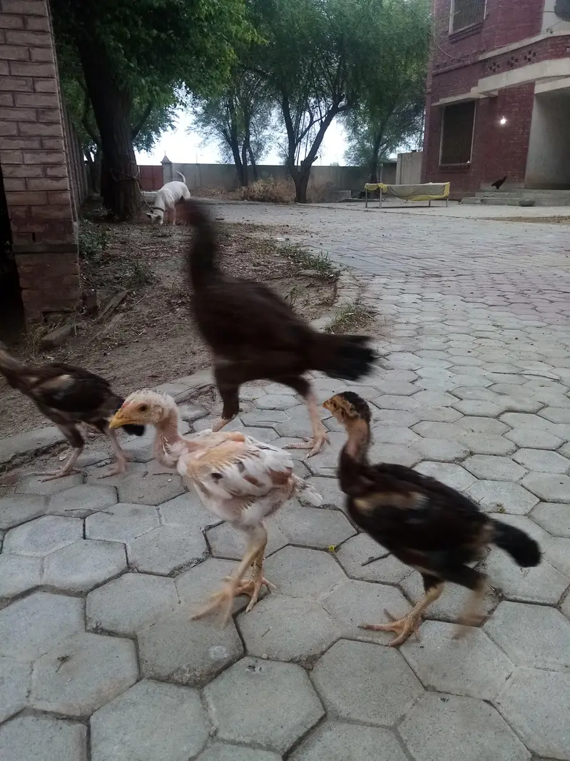 Pure aseel Chuze 03226575976 — photo 4