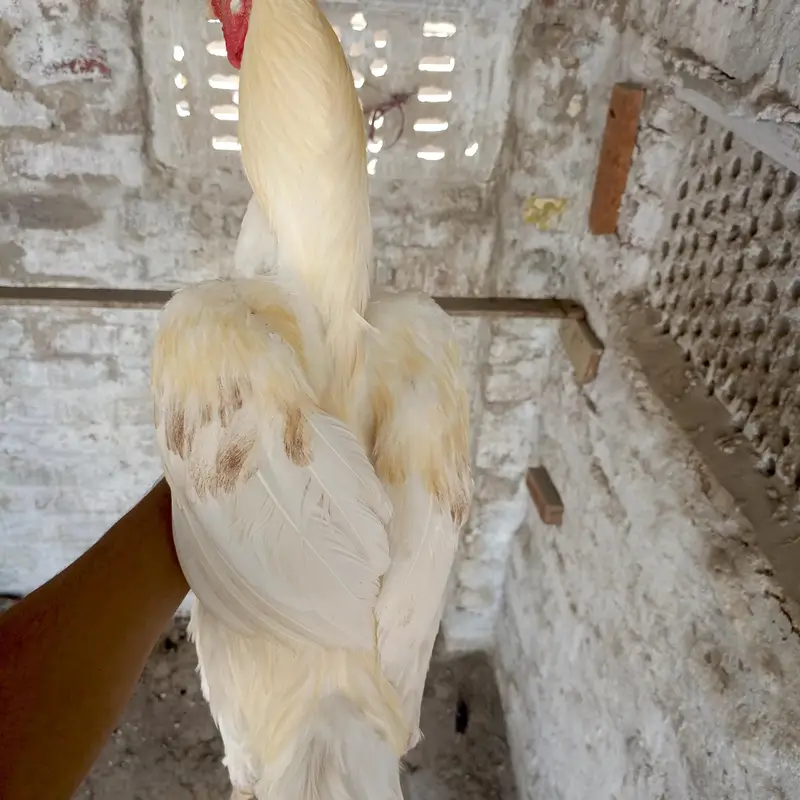 herra — photo 2