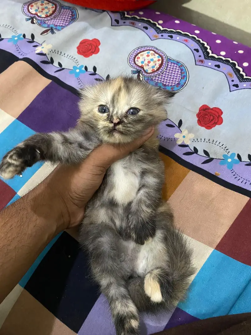 persian kittens — photo 3