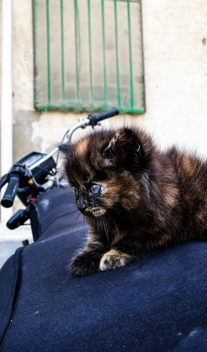 persian kittens — photo 4