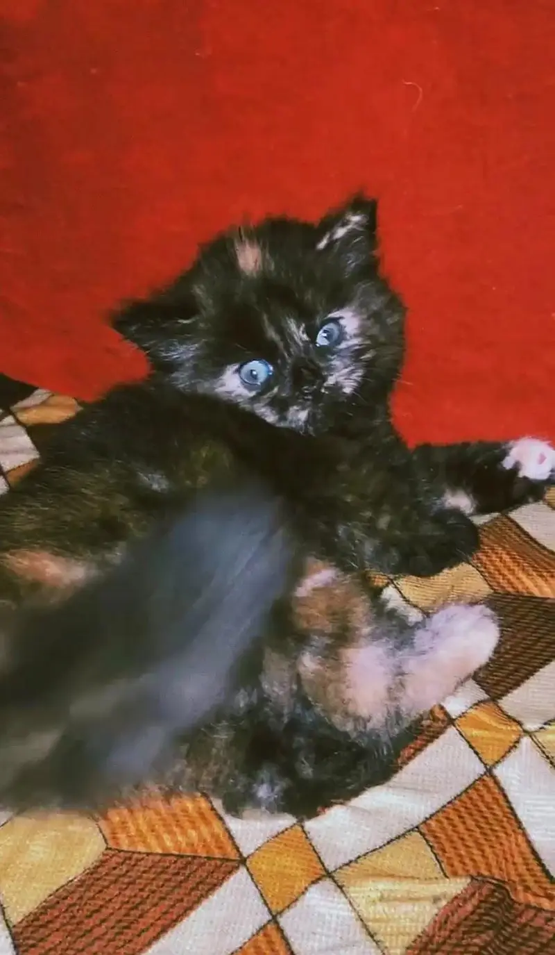 persian kittens — photo 6
