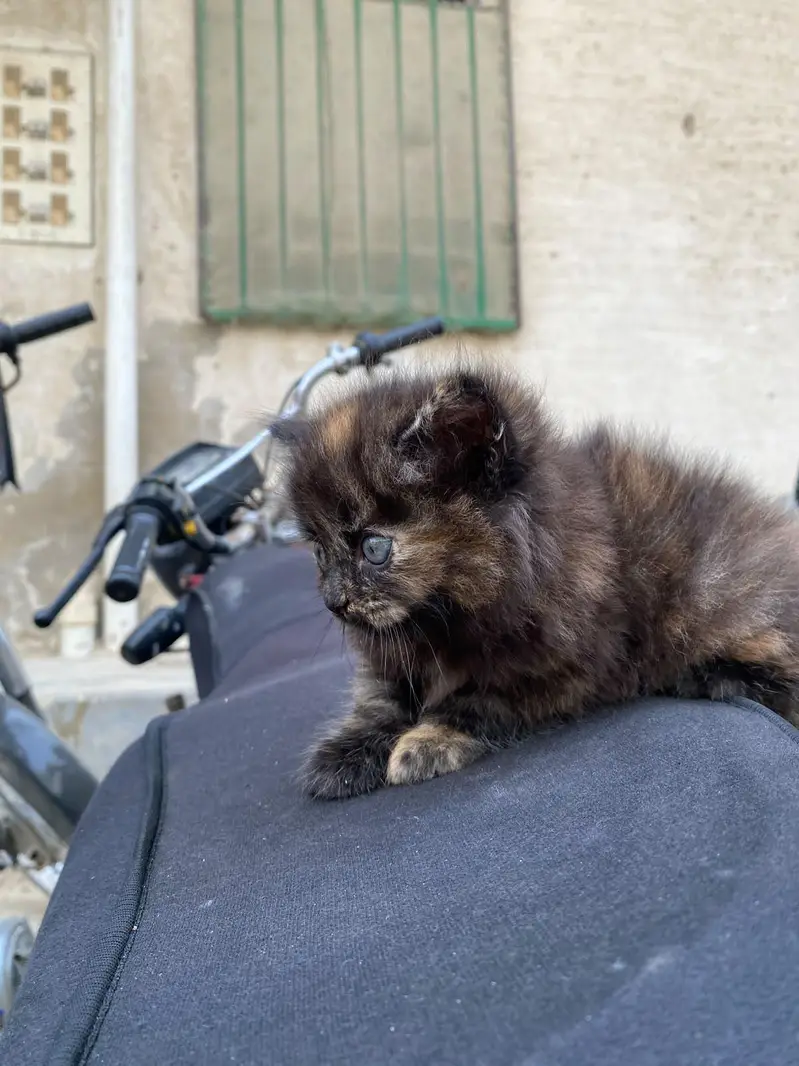 persian kittens — photo 7