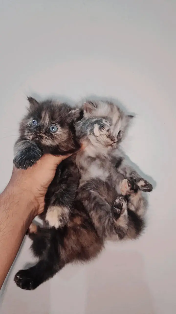 persian kittens — photo 9
