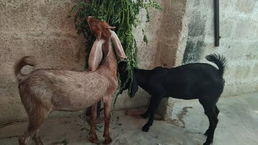 bissar male female