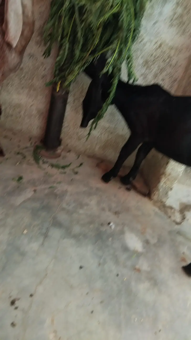 bissar male female — photo 3