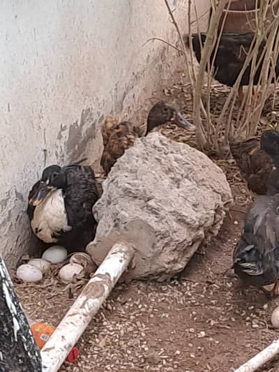 Ducks