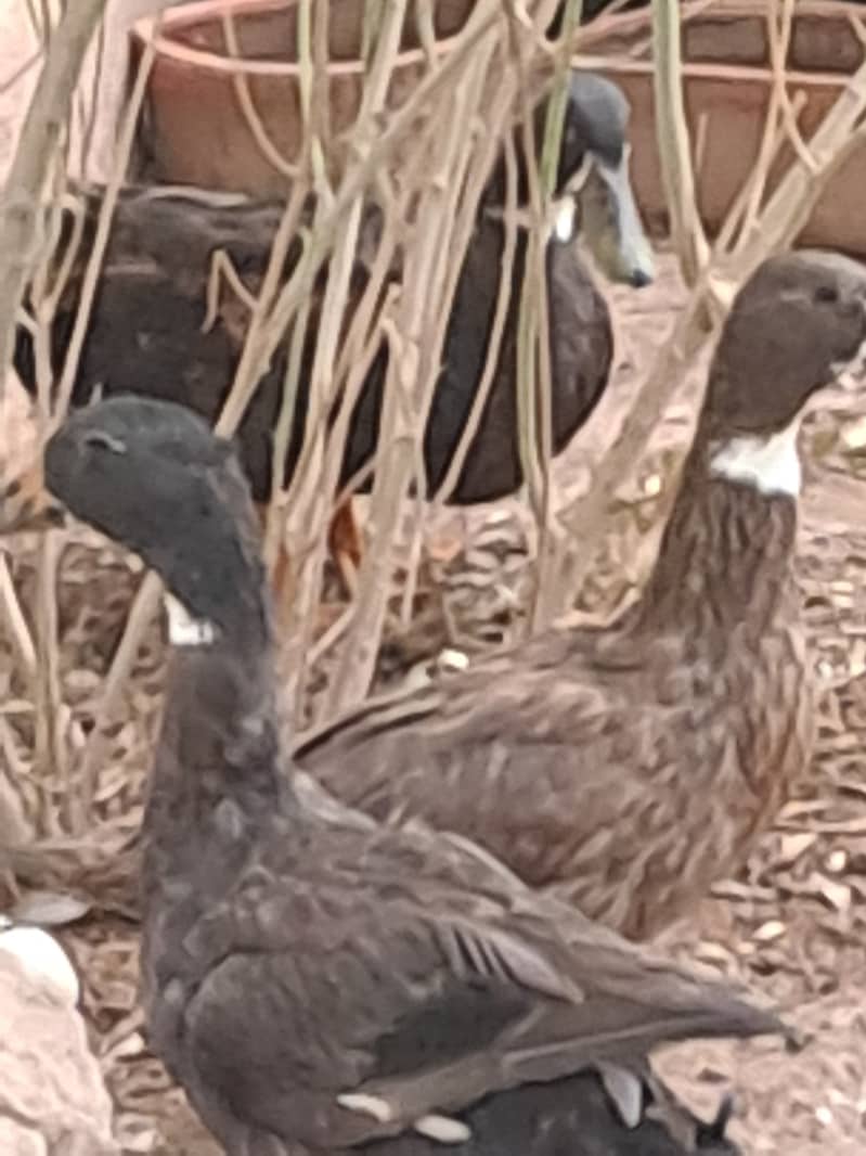 Ducks 1