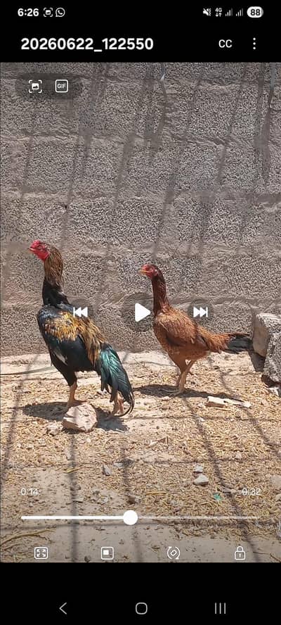 0313 5700905  اسیل جوڑا فار سیل