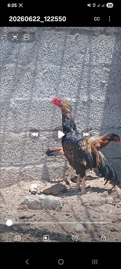 0313 5700905  اسیل مرغا فار سیل