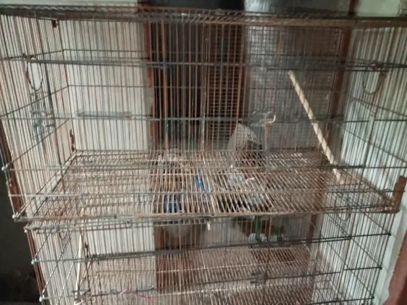 4 Steel Cage — photo 4