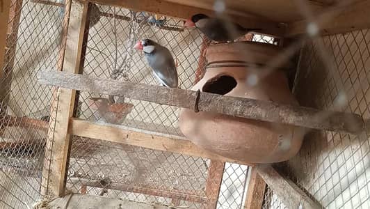 Java finches adult pair