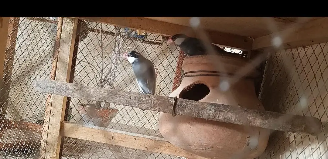 Java finches adult pair — photo 3