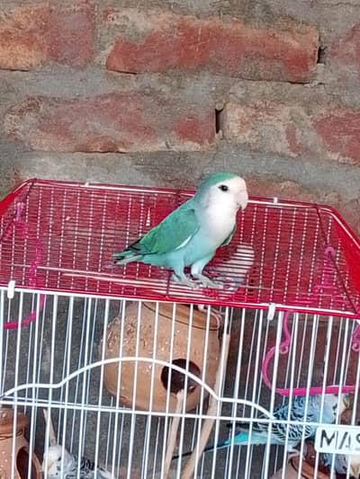 Blue Turquoise Peach faced lovebird