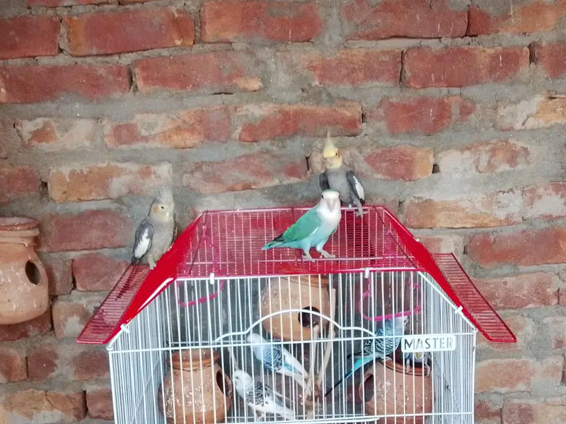Blue Turquoise Peach faced lovebird — photo 2