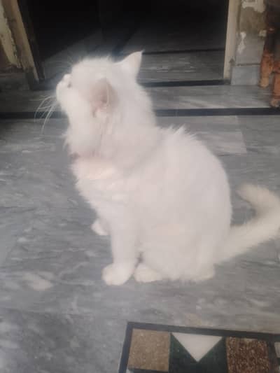 persian cat female