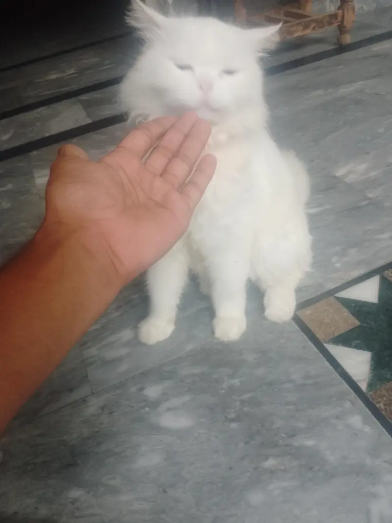persian cat female — photo 2