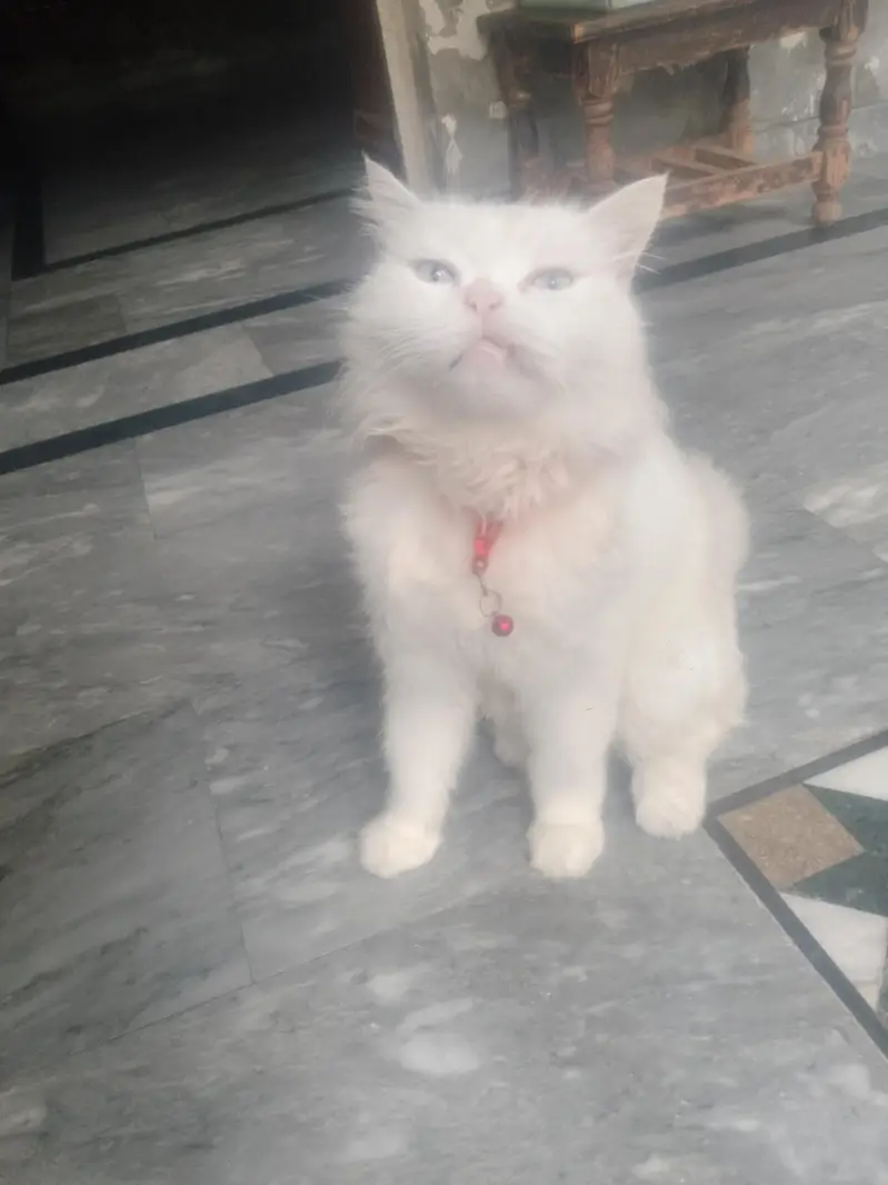 persian cat female — photo 3