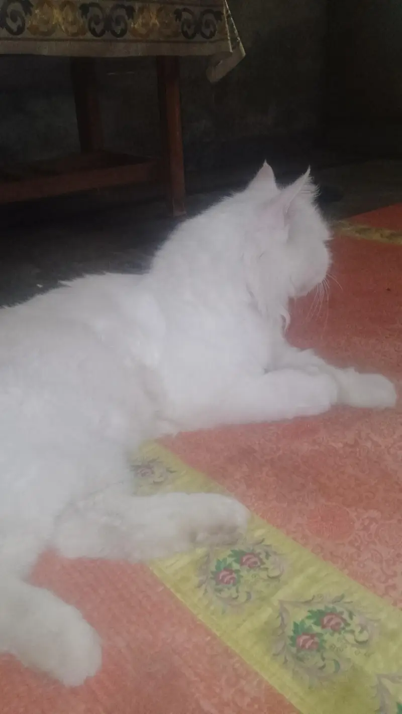 persian cat female — photo 4