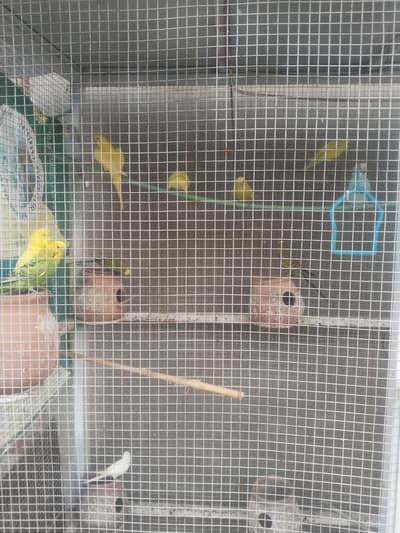 Astalioun parrot for sale 1000 ka paire