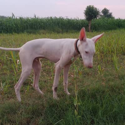  Premium American Bully Dog for Sale