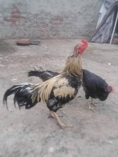 healthy and active 6 female and 1 breeder male. rabta 03035846813
