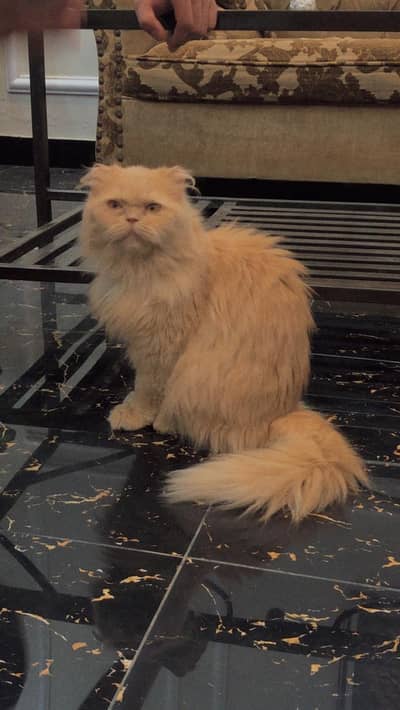 punch face cat
