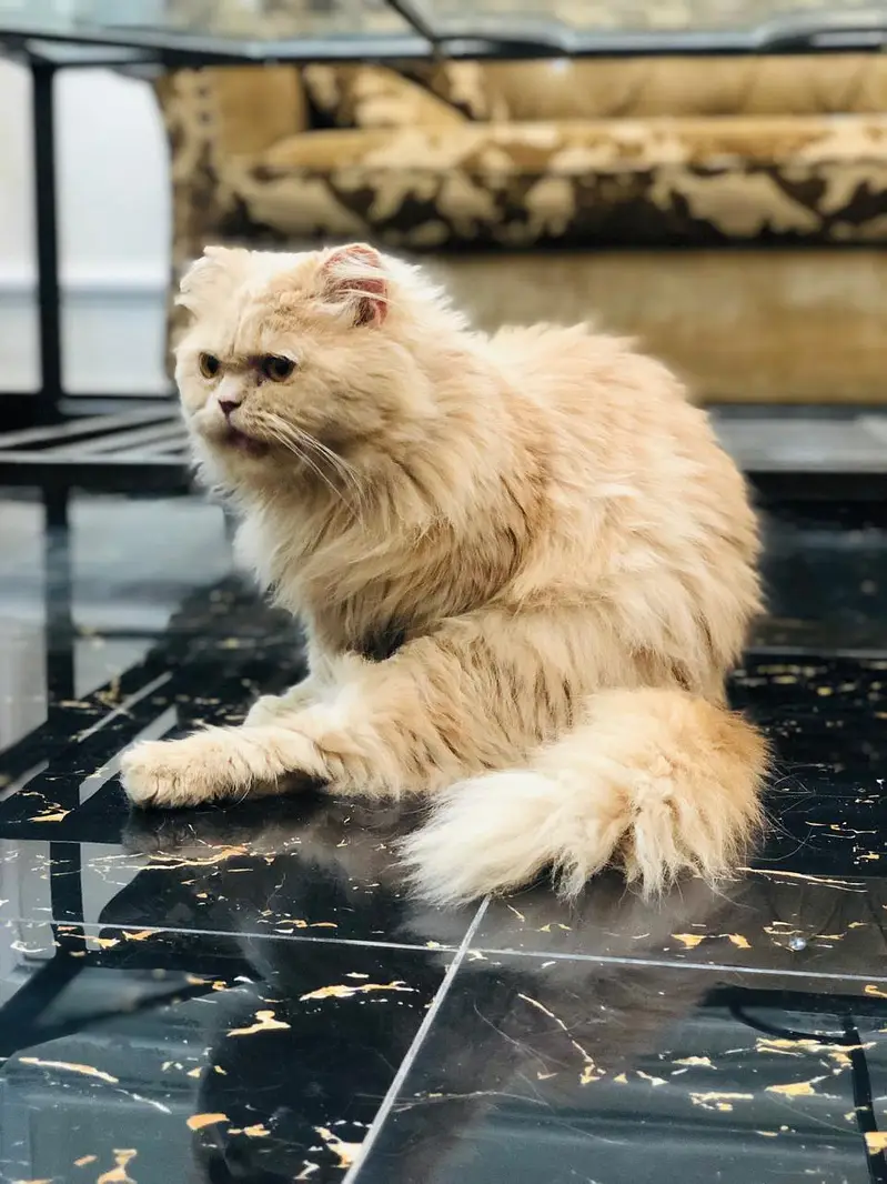 punch face cat — photo 2