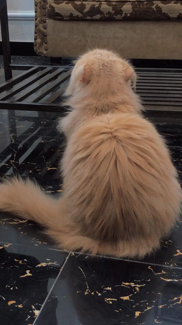 punch face cat — photo 3