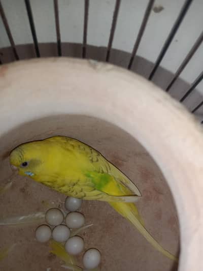 Budgie breeder pairs with eggs and matki