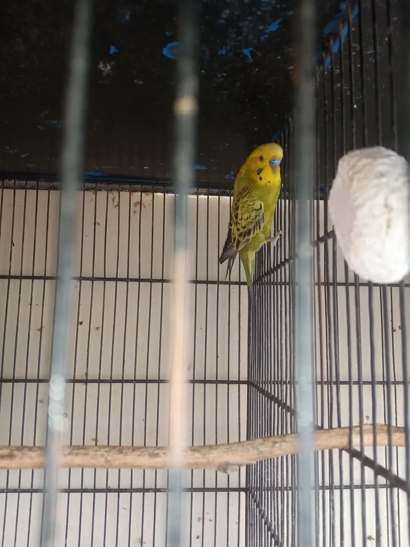 Budgie breeder pairs with eggs and matki — photo 2