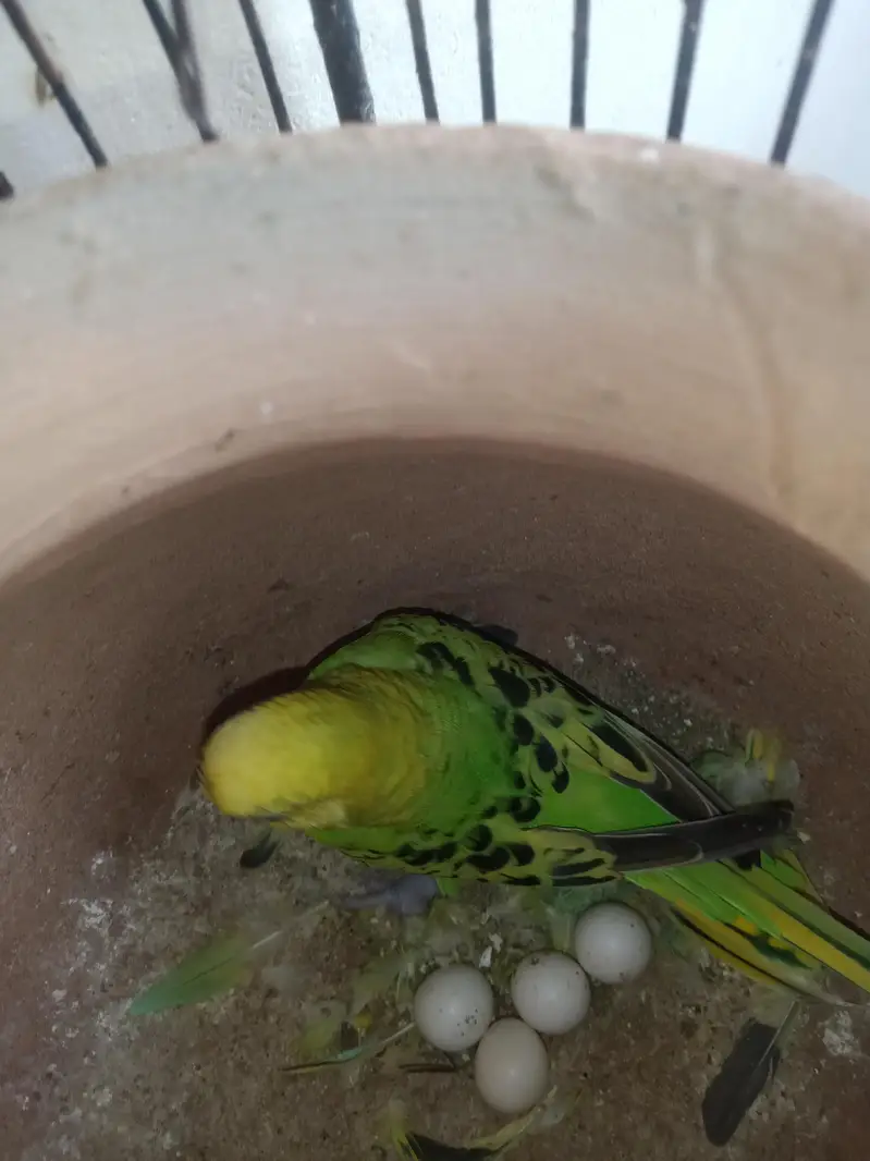Budgie breeder pairs with eggs and matki — photo 3