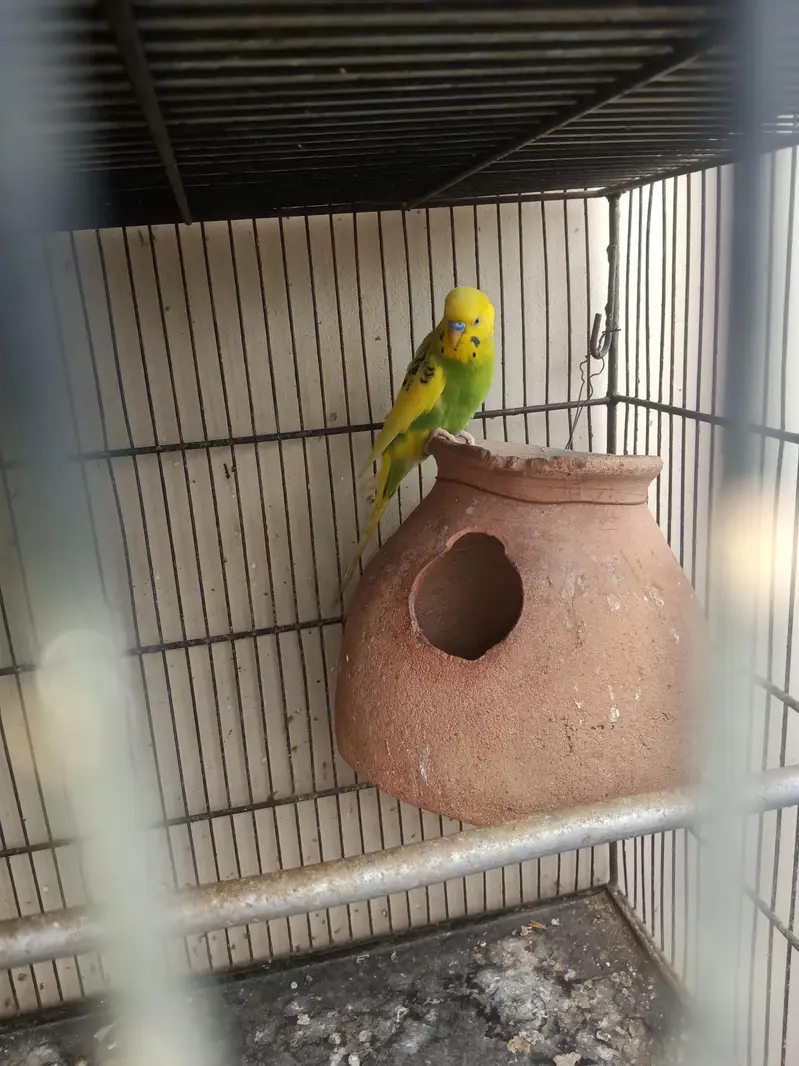Budgie breeder pairs with eggs and matki — photo 4