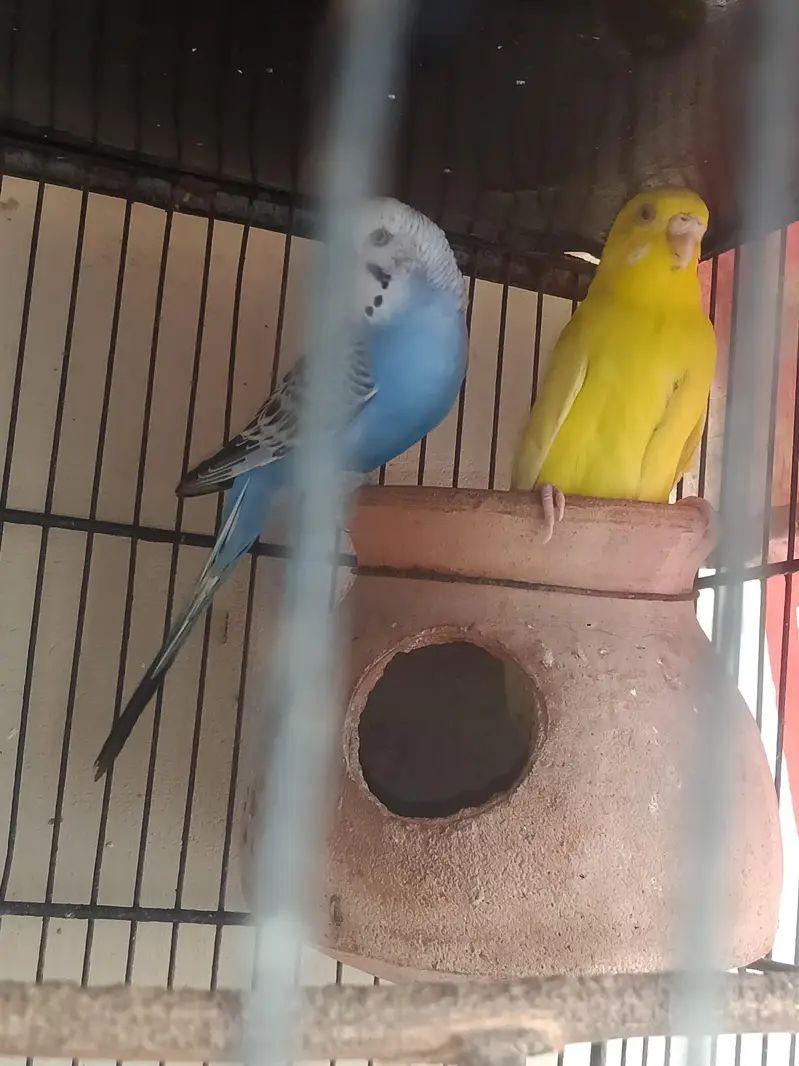 Budgie breeder pairs with eggs and matki — photo 5