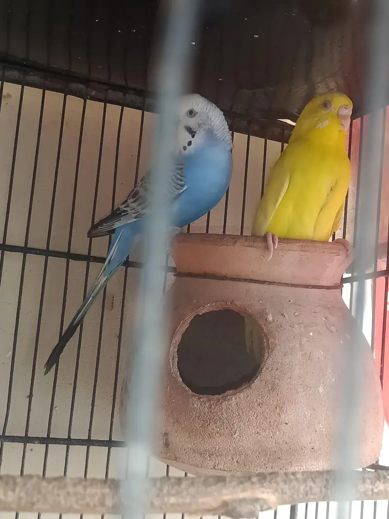 Budgie breeder pairs with eggs and matki — photo 6