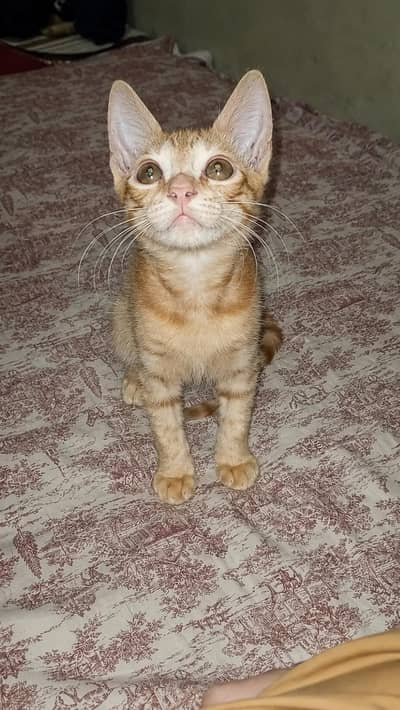 available for adopting phone 033/624/349/74