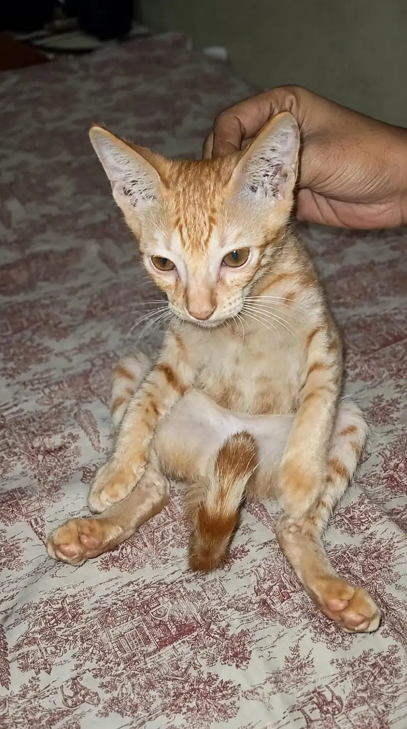 available for adopting phone 033/624/349/74 — photo 2