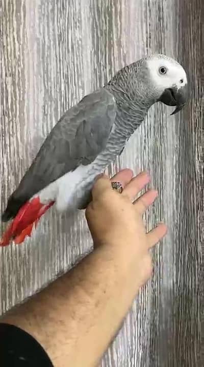 African Grey parrot male