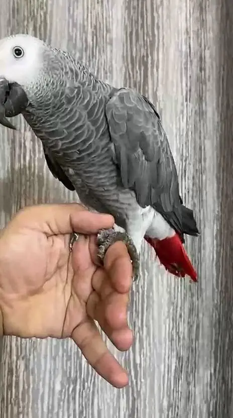 African Grey parrot male — photo 2