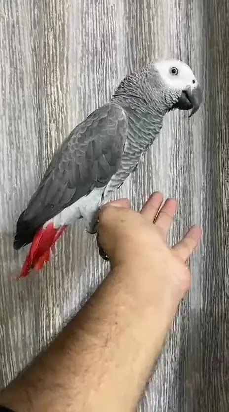 African Grey parrot male — photo 3