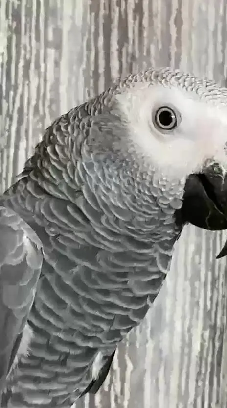 African Grey parrot male — photo 4