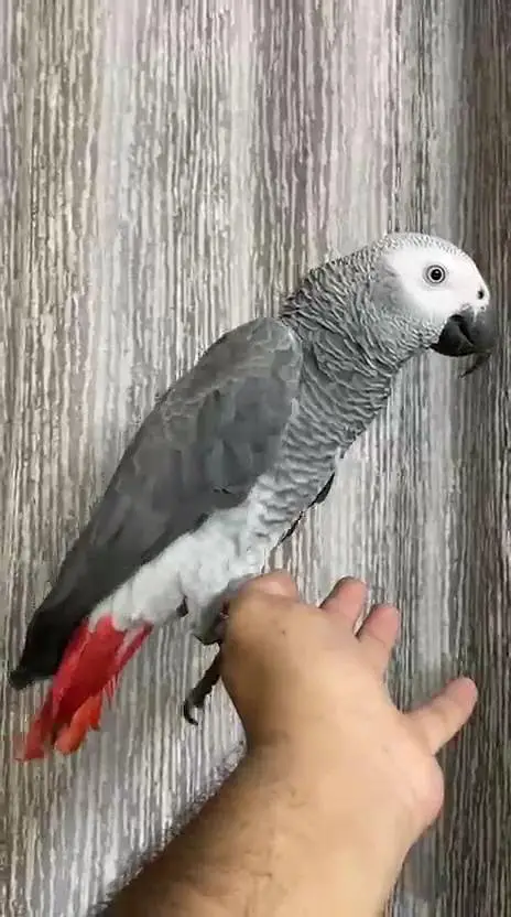 African Grey parrot male — photo 5